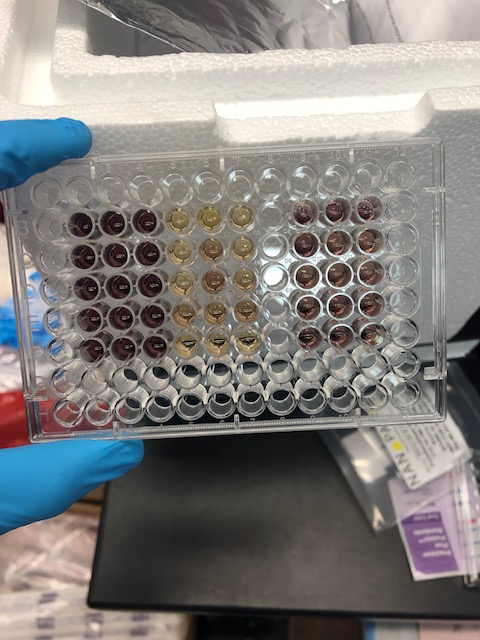 From High School Science Nerd to Researcher: My Journey Through the World of Science