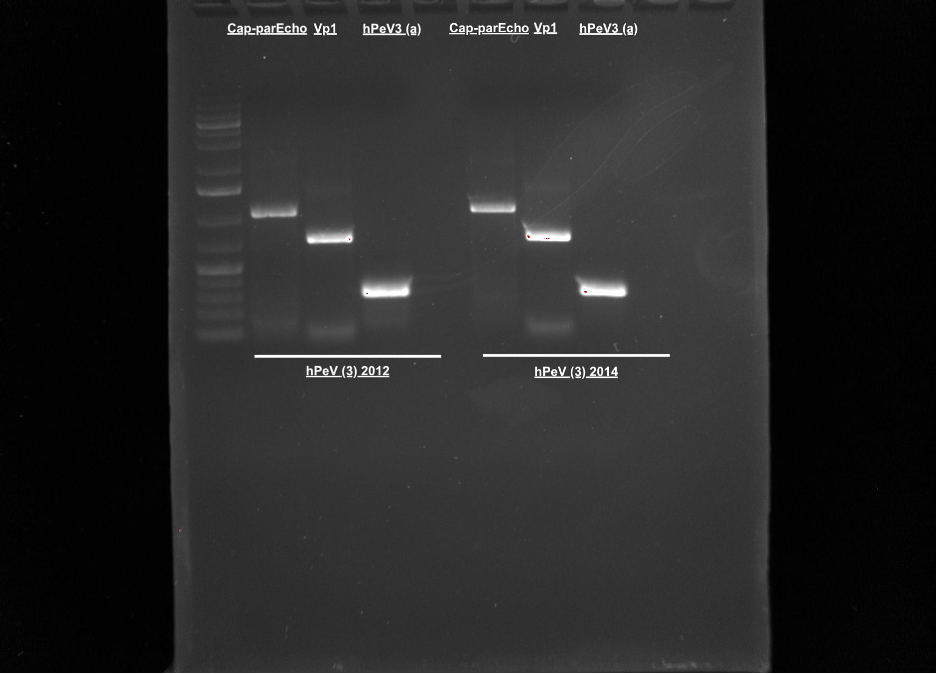 My Experience as a Research Fellow (CURF 3)